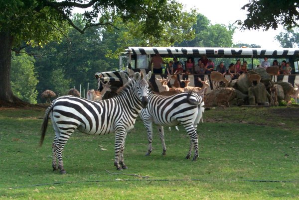 Сафари парк Австралия