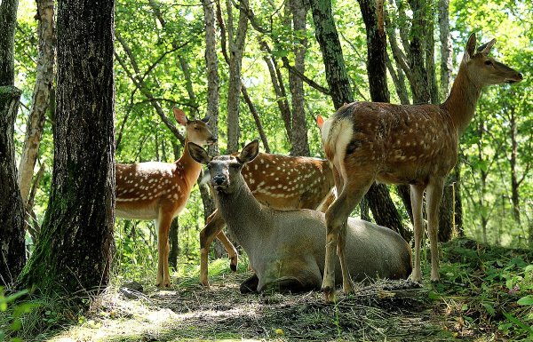 Приморский сафари-парк Приморский край
