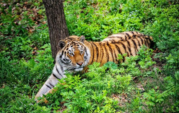 Амурский (Уссурийский) тигр