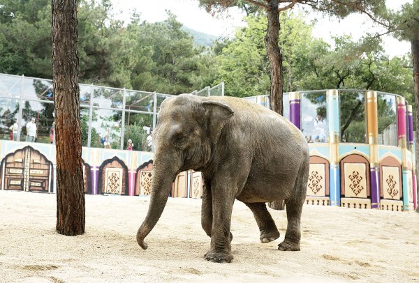 Слониха Геленджик Чани сафари