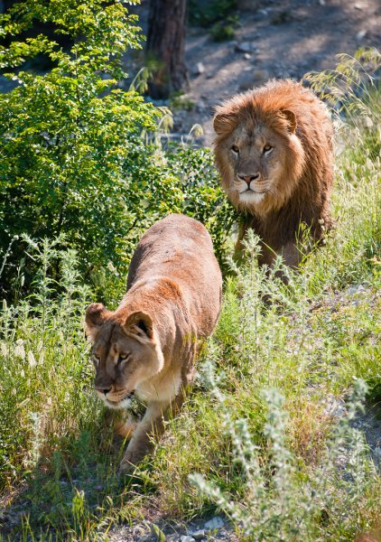Сафари-парк Геленджик