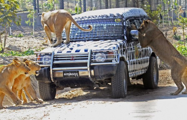 Naypyidaw Safari Park Нейпьидо