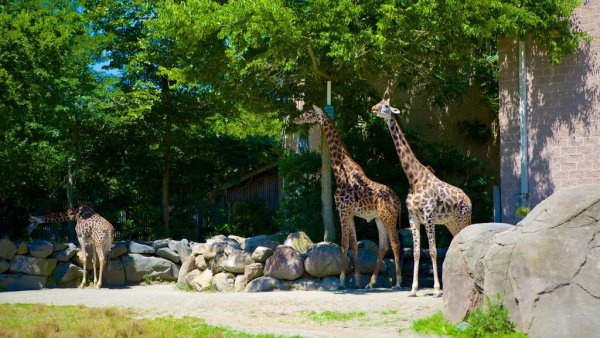 Ландшафтный парк Берлинский зоопарк