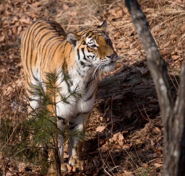 Приморский сафари парк