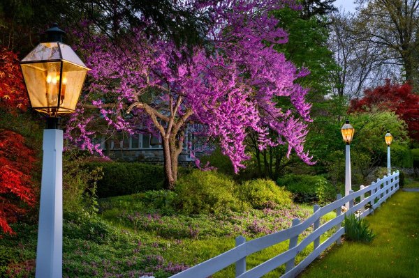 Вечер Весна парк