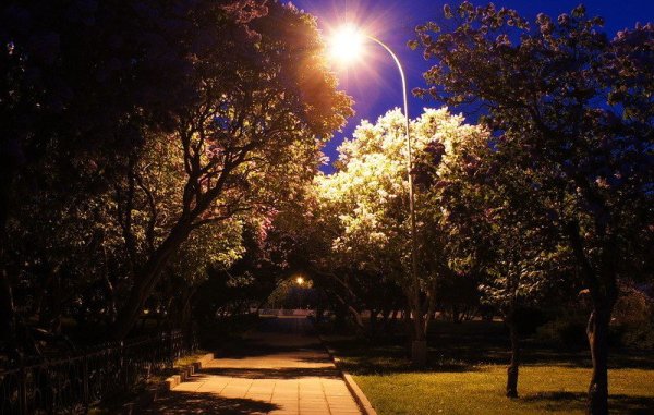 Весенний сад ночью