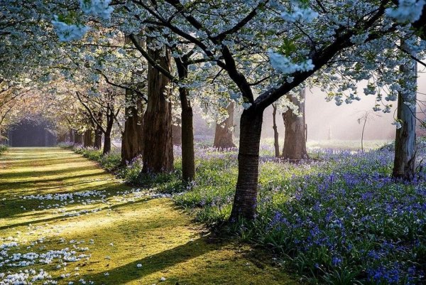 Сад Maple Glen Garden, новая Зеландия