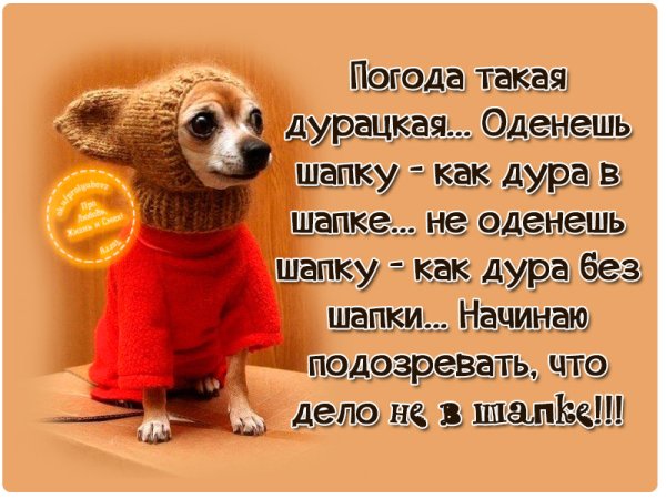 Юмор Одень шапку