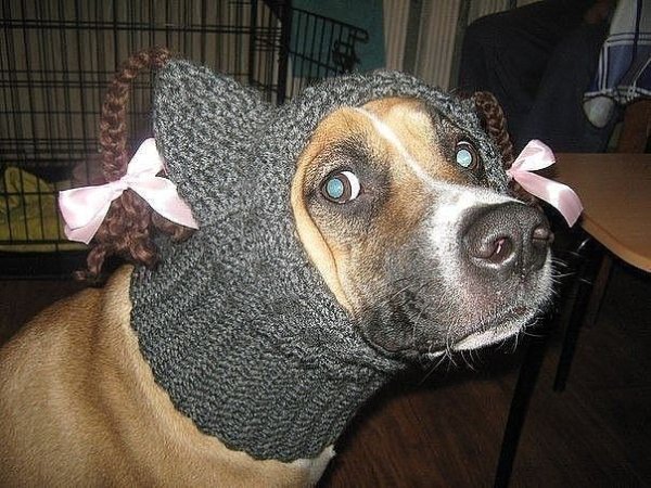 Шапки для стаффордширского терьера