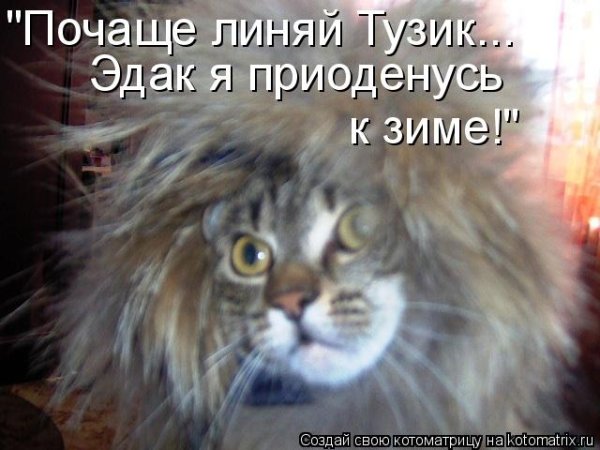 Купил мне папа Льва