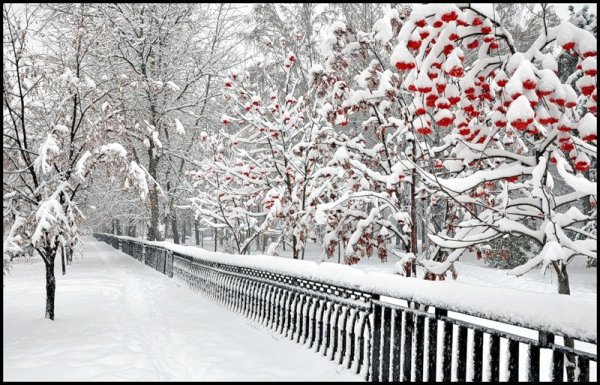 Рябиновая аллея в снегу