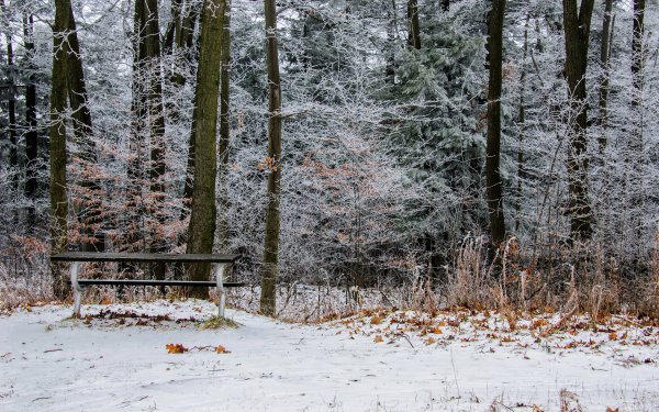 Шуваловский парк скамейка