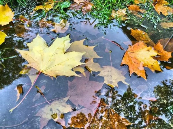 Осень дождь