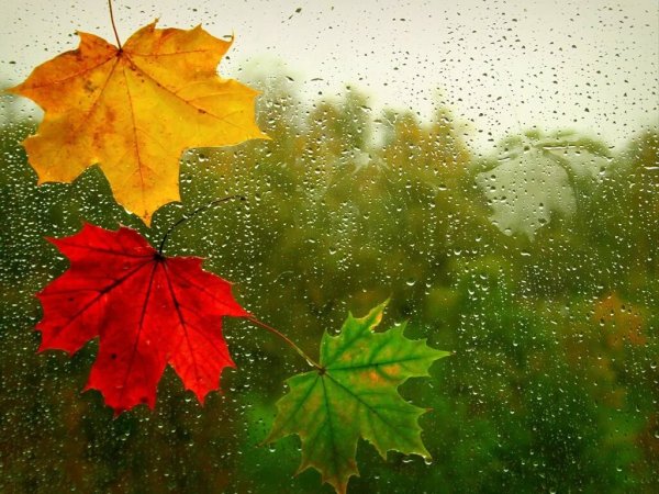 Листопад и дождь