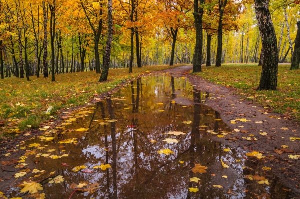 Дождливая осень