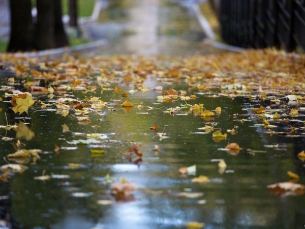 Осенний дождь