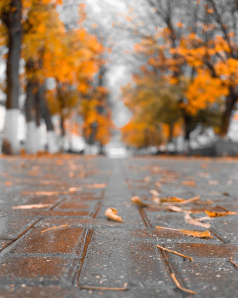 Поздняя осень дождь