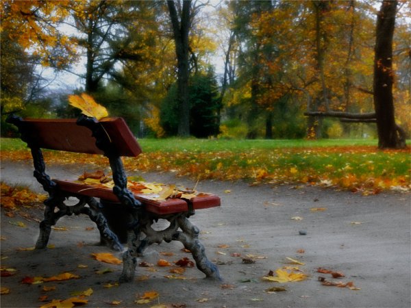 Скамейка в парке под дождем