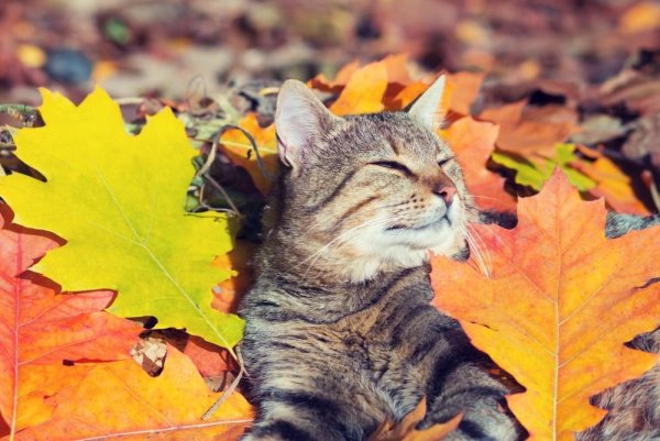 Котик осень тепло