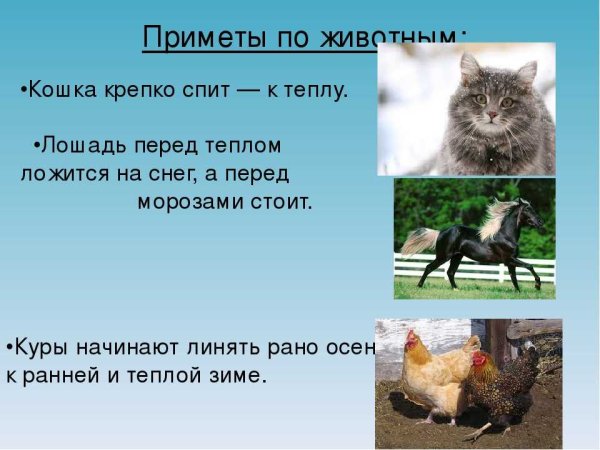 Приметы про животных