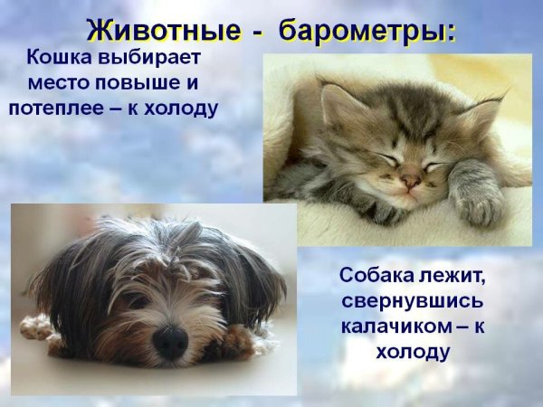 Животные барометры природы