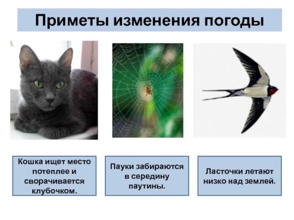 Приметы изменения погоды