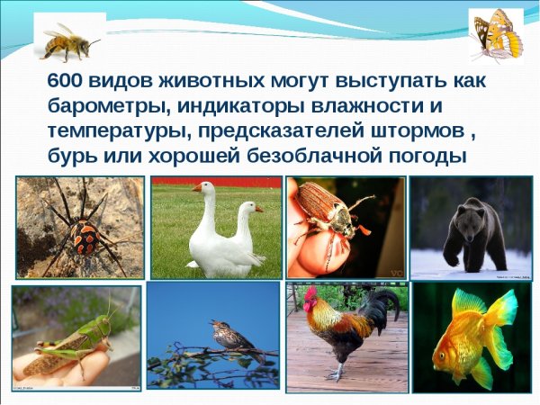 Животные и растения предсказатели