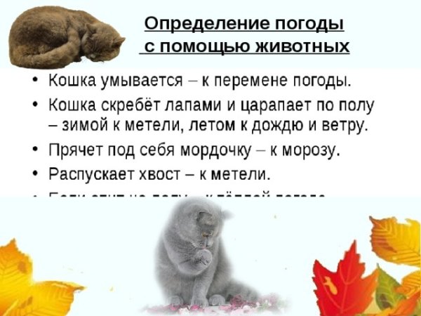 Пословицы о погоде с животными