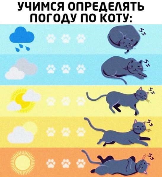 Кошки предсказывают погоду