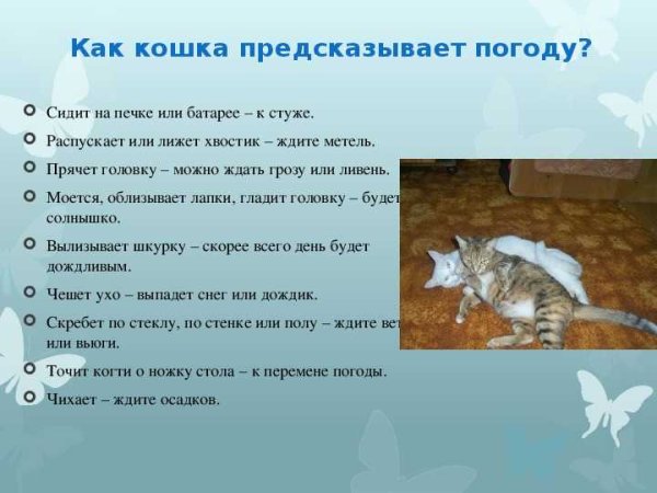 Животные предсказывают погоду