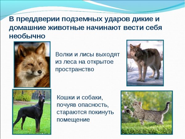 Животные синоптики