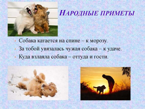 Народные приметы с животными
