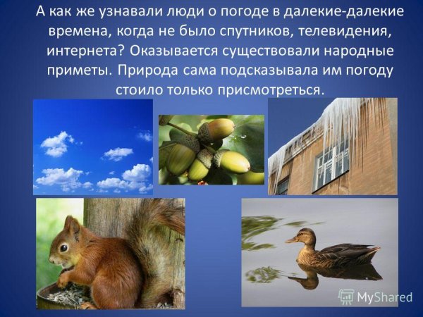 Приметы о животных в природе