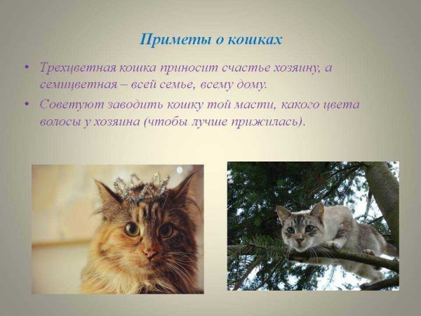 Приметы про кошек
