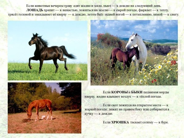 Приметы по поведению животных