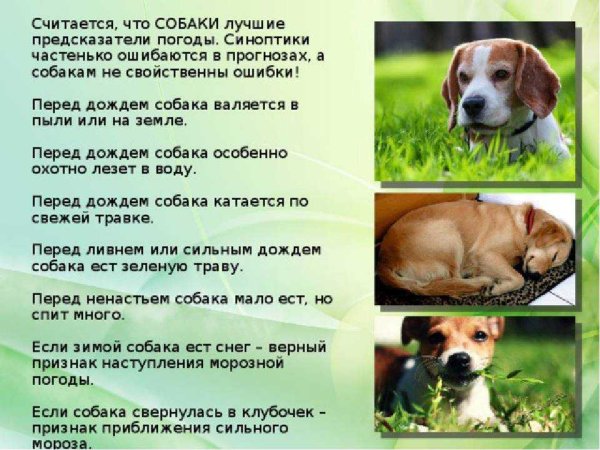 Народные приметы про животных