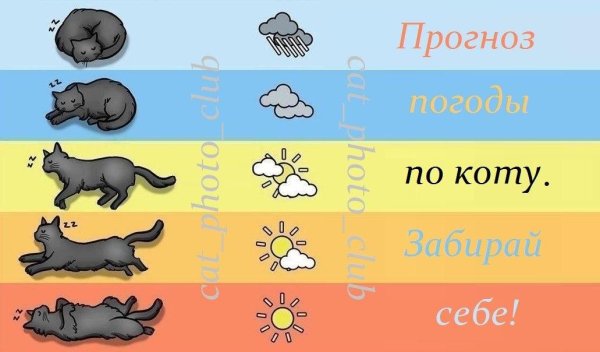 Кошки предсказывают погоду