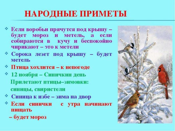 Народные приметы про птиц