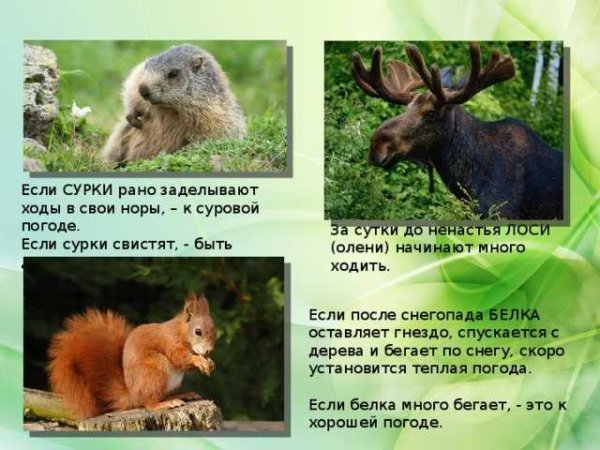 Приметы про животных