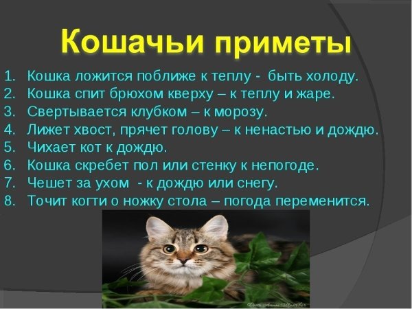Приметы про котов