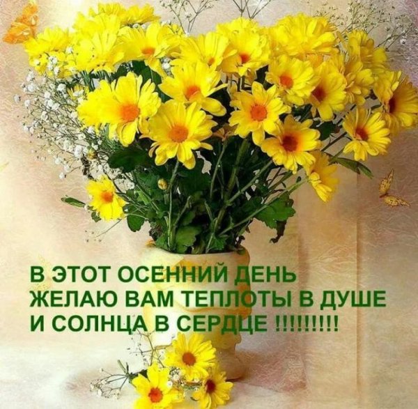 Желтые хризантемы в вазе