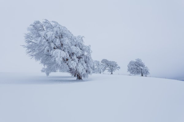 Деревья в метель