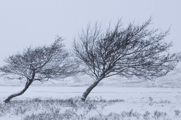 Ветер зимой