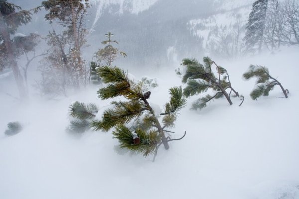 Сильный зимний ветер