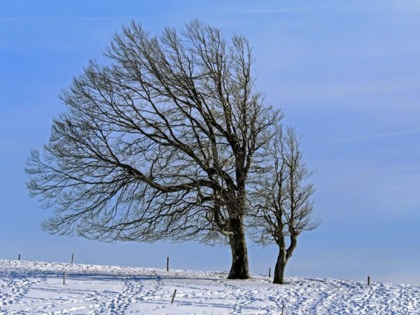 Деревья в декабре