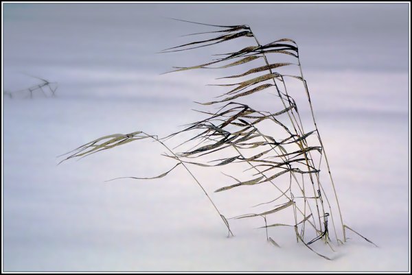 Ветреная зима