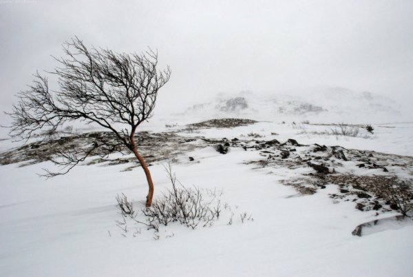 Ветер в тундре
