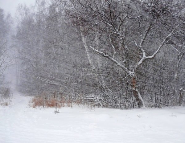 Метель зимой