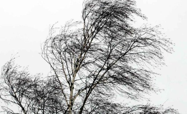 Сильный ветер Весна