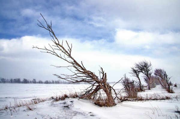Деревья от ветра зимой